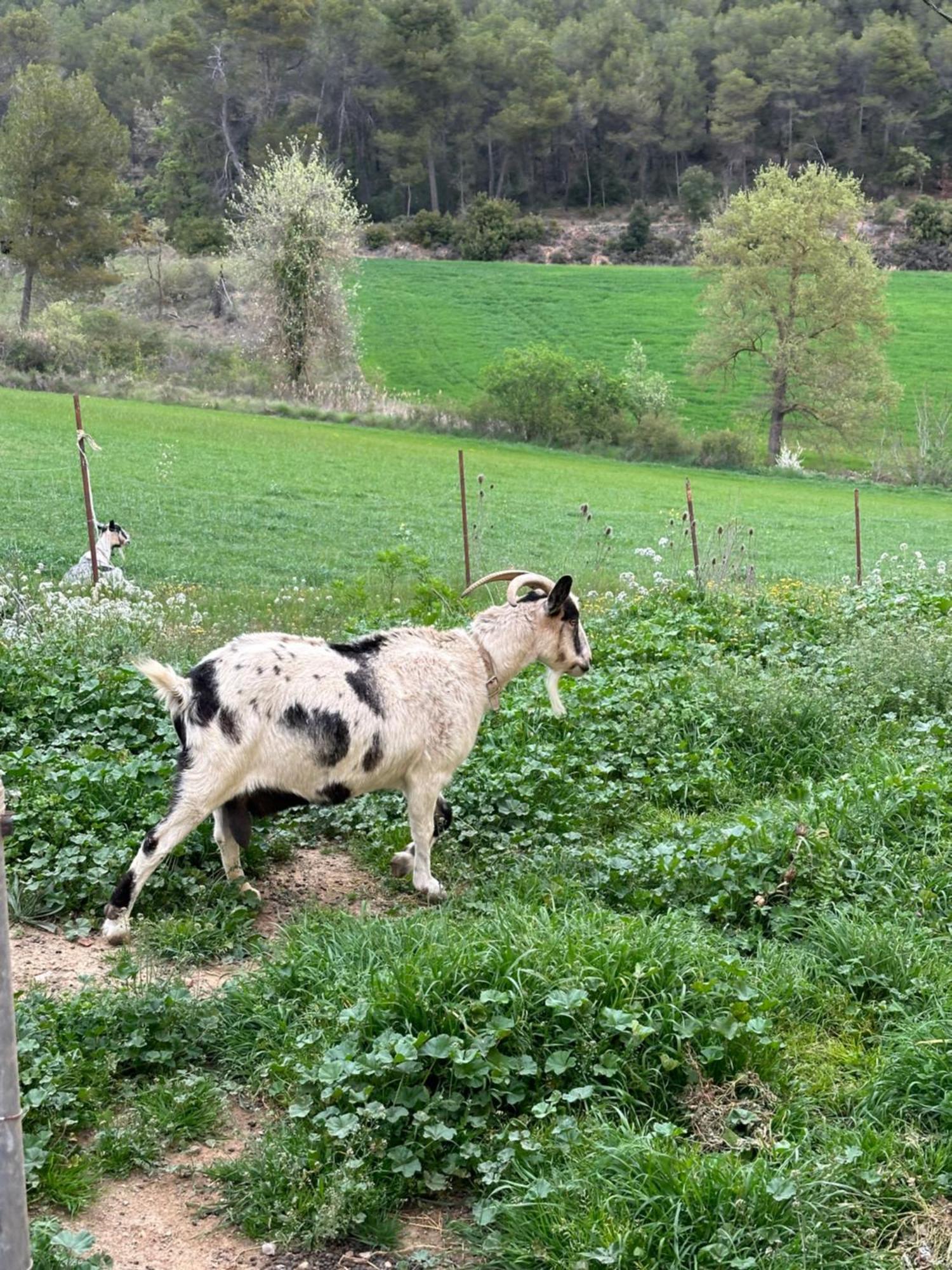 Ca L'Oreneta El Pla de Manlleu Extérieur photo